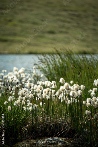 Traveling in Russia. Tour to the Altai. View of a mountain glacial lake and flowers. Radial hike.