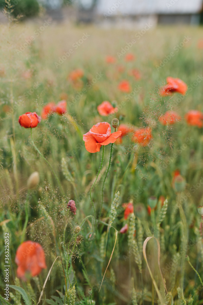 Beautiful poppy field. Red poppies in the field. Beautiful poppy field. Red poppies in the field.