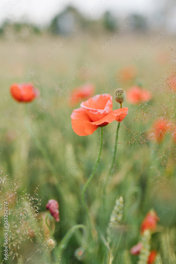 Obraz premium Beautiful poppy field. Red poppies in the field.
