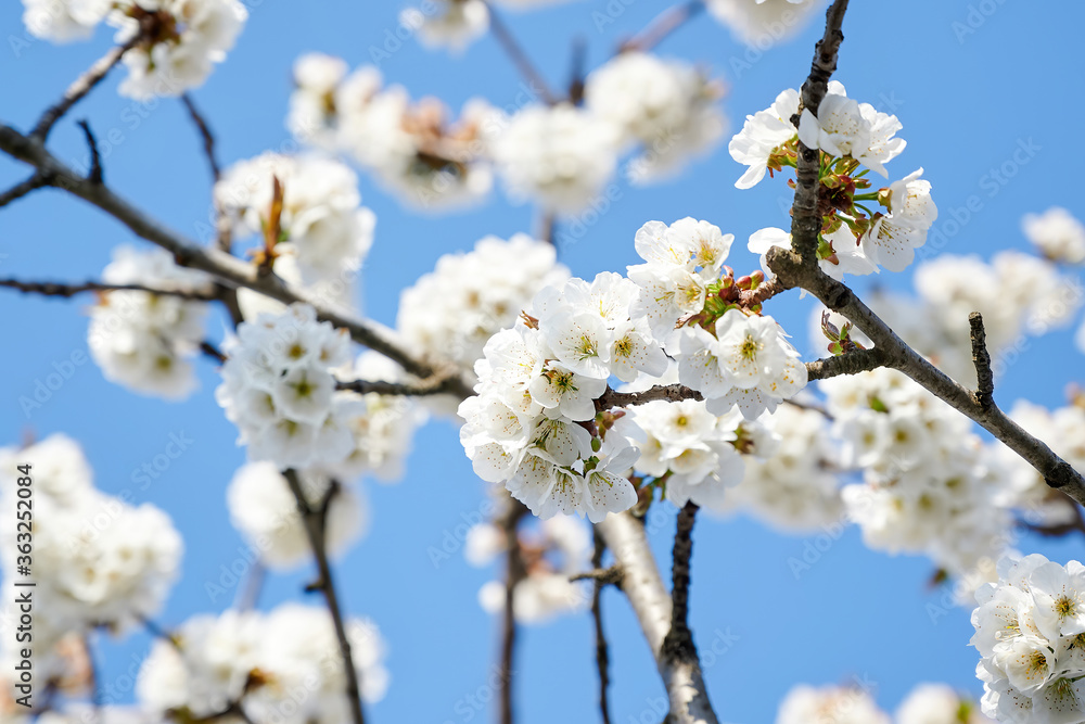 Flowering fruit tree in Moldova