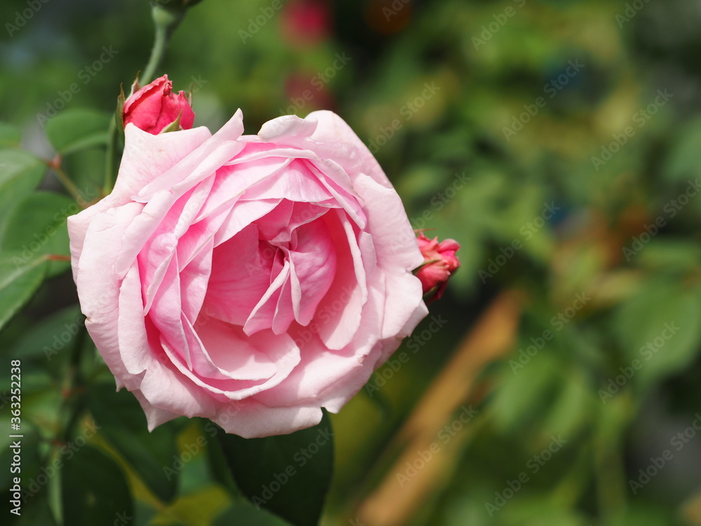 blooming pink rose and buds in green leaves garden background blooming pink rose and buds in green leaves garden background