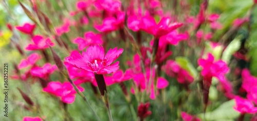 Flowers in a scottish garden