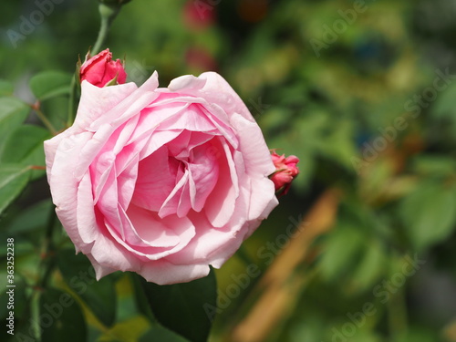 Wallpaper Mural blooming pink rose and buds in green leaves garden background Torontodigital.ca