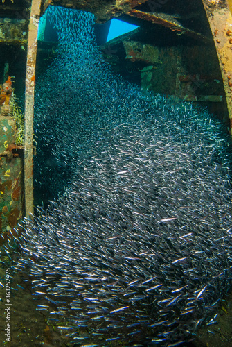 Valokuva Vast quantities of small fish called silversides have gathered inside the wreck
