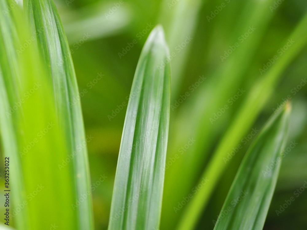 Pandan leaves, Fragrant, Pandom wangi, Pandanus amaryllifolius Roxb leaves green bush tree texture nature background Pandan leaves, Fragrant, Pandom wangi, Pandanus amaryllifolius Roxb leaves green bush tree texture nature background