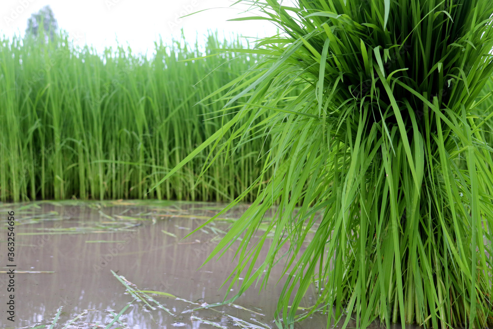 Bundle together the young rice seedlings, ready to plant in the field. Bundle together the young rice seedlings, ready to plant in the field.