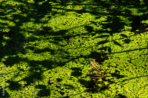 grenouille verte dans lentille d'eau