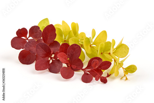 Red and Yellow barberry branch, isolated on a white background