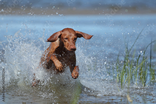 Beautiful Vizsla dog in nature. Dog runs on water