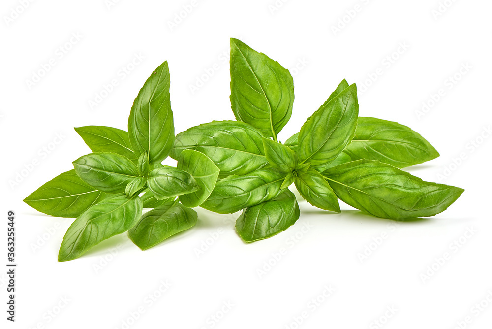 Fresh basil leaves, close-up, isolated on a white background