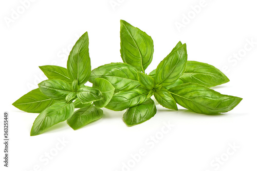 Fresh basil leaves  close-up  isolated on a white background