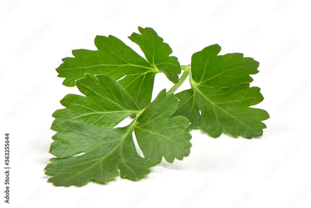 Fresh organic parsley, isolated on a white background Fresh organic parsley, isolated on a white background