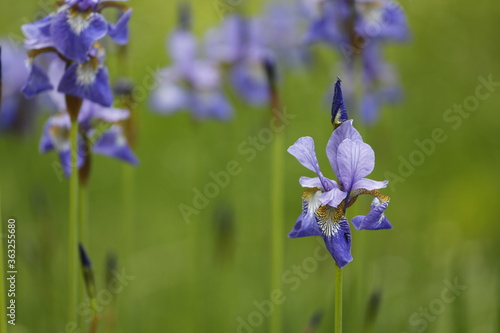 Fototapeta Naklejka Na Ścianę i Meble -  Siberian iris blue close-up.