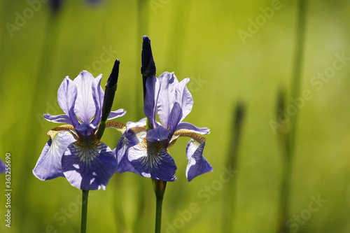 Siberian iris blue close-up.