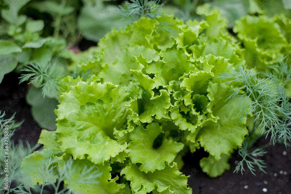 Young fresh lettuce with fragrant dill in ecological home farm. Eco-friendly formal vegetable backyard garden. Green organic lactuca sativa.  Annual green plant of the daisy family, asteraceae