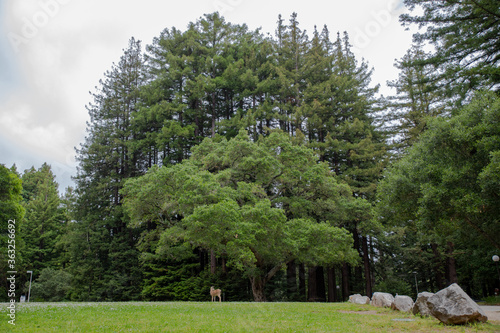 Deer at UC Santa Cruz