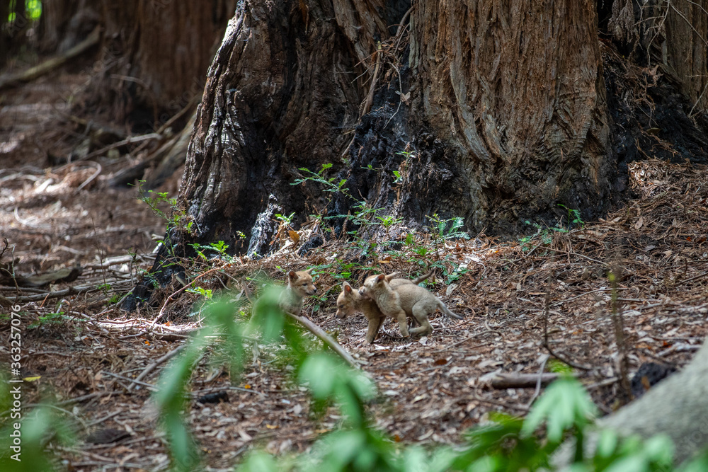 Baby coyotes playing in the woods Baby coyotes playing in the woods
