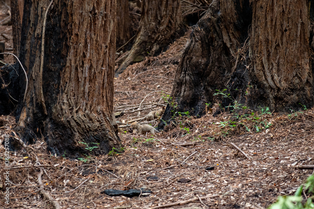 Baby coyotes playing in the woods