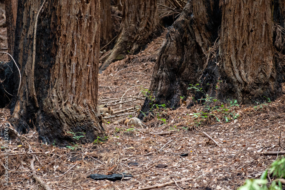 Mother coyote at UC Santa Cruz