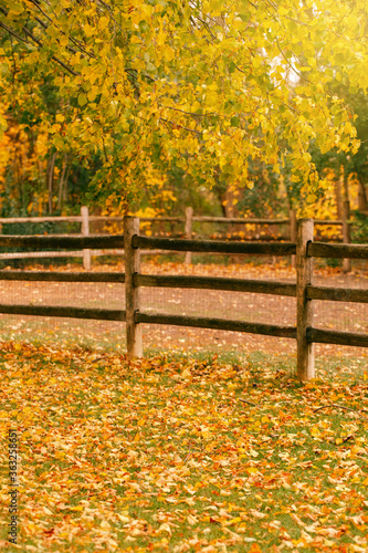 Abandoned empty autumn fall park forest with colorful yellow green leaves on trees and wooden fence. Beautiful autumnal season outdoors. Natural eco background with copyspace for text.