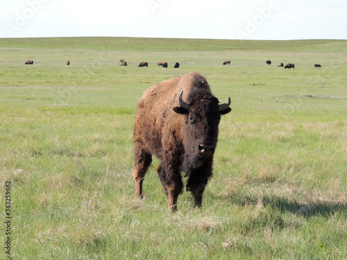Buffalo Roaming Wild
