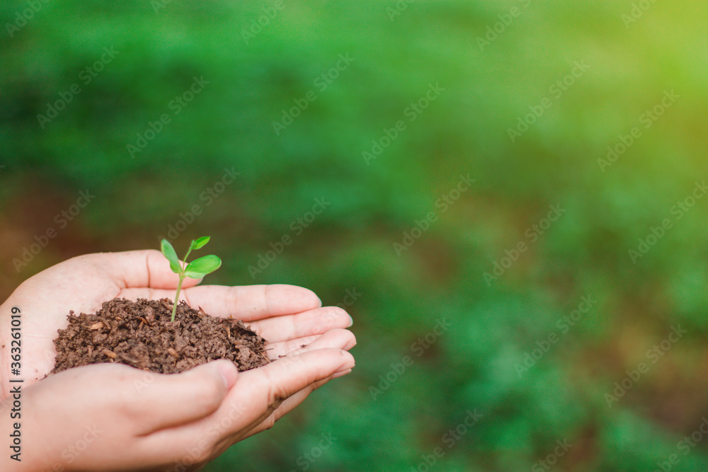 Fototapeta premium The sapling of the tree is in the hands of the young woman Seeds of living plants which, when planted Or to propagate, then the plant will grow in accordance with the genetics of that plant
