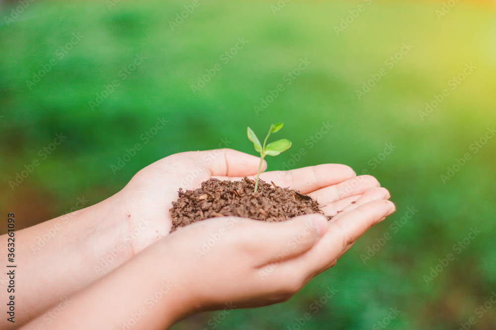 Fototapeta premium The sapling of the tree is in the hands of the young woman Seeds of living plants which, when planted Or to propagate, then the plant will grow in accordance with the genetics of that plant
