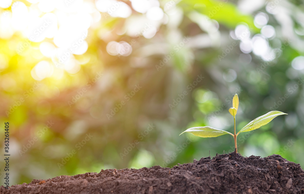 Plant grow sequence and agriculture with morning sunlight and bokeh green blur background. Plant grow sequence and agriculture with morning sunlight and bokeh green blur background.