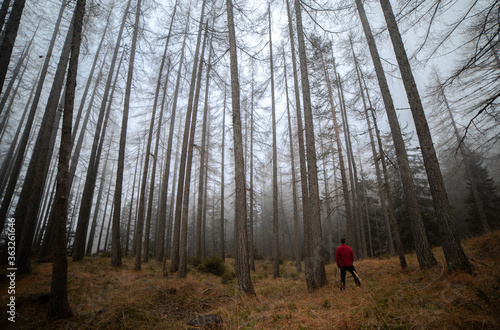 Red jacket hiker standing in a misty forest