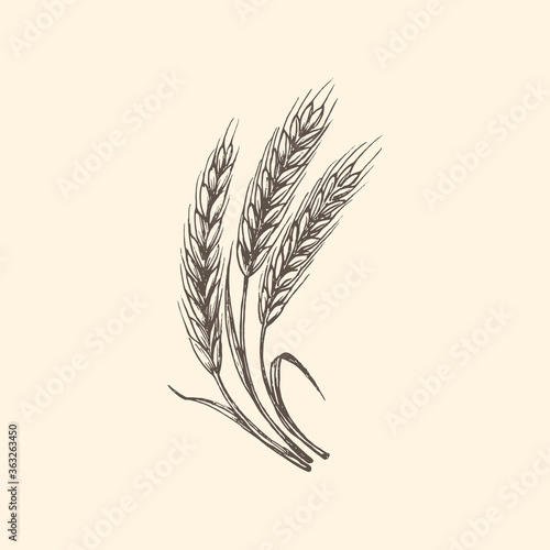 Wheat ear illustration in vector. Drawn rye spike.