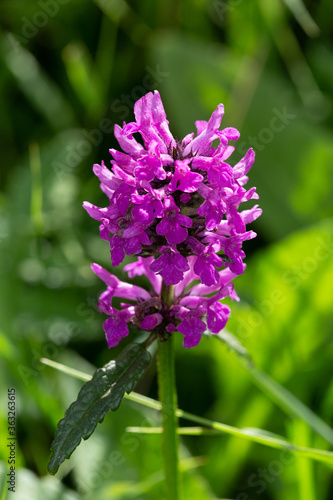 Macrophotographie de fleur sauvage - Bétoine officinale - Stachys officinalis