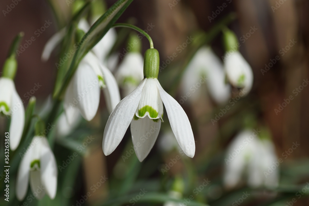 Fototapeta premium Closeup flowers of snowdrop or common snowdrop (Galanthus nivalis). bulbous perennial herbaceous plants in the family Amaryllidaceae. Bergen, Netherlands, February