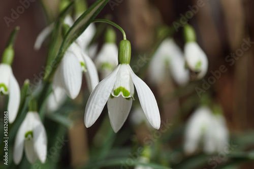Closeup flowers of snowdrop or common snowdrop (Galanthus nivalis). bulbous perennial herbaceous plants in the family Amaryllidaceae. Bergen, Netherlands, February