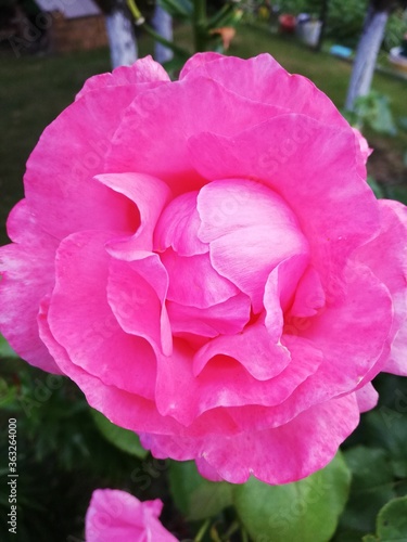 pink rose flower