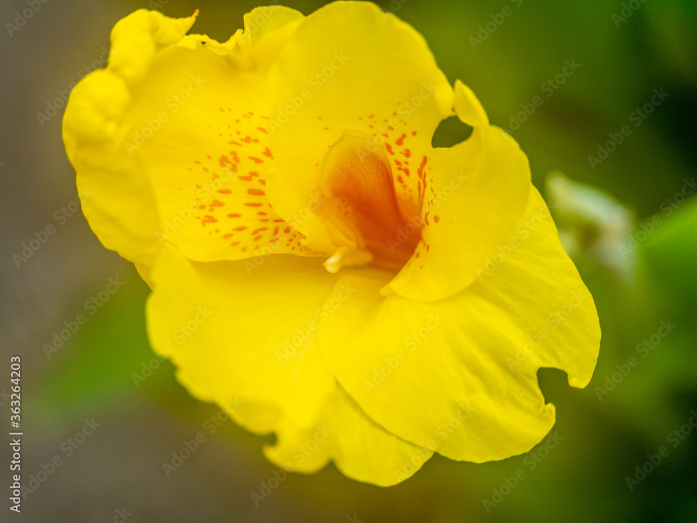 Fototapeta premium yellow flower