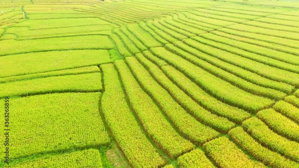 Bali - fields and terraces of ripe rice in Canggu. Aerial 4k footage. Bali - fields and terraces of ripe rice in Canggu. Aerial 4k footage.