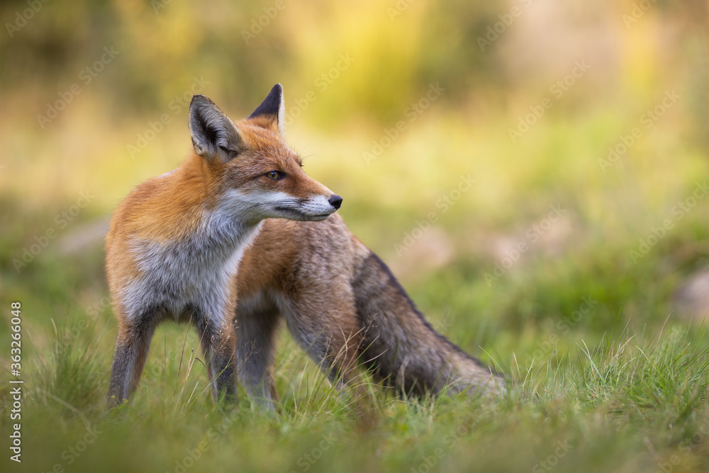 Red fox, vulpes vulpes, standing in grass during the summertime. Colorful mammal looking on field with blurred background. Wild predator watching on grassland.