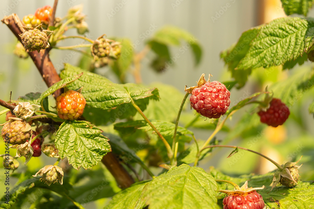 Bush with ripe raspberry in garden by summer Bush with ripe raspberry in garden by summer