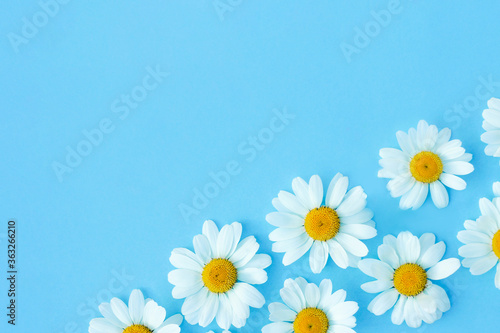 White camomiles on a blue background. Beautiful spring or summer composition  template for design with place for text