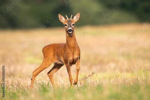 Young roe deer, capreolus capreolus, standing on stubble field in summer nature. Juvenile buck looking on field with blurred background. Immature wild animal looking to the camera.