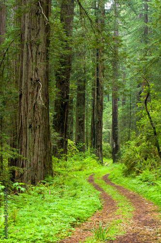 Redwood trees and the remains of old US Highway 1 in the Redwood National and State Parks (RNSP) are old-growth temperate rainforests located along the coast of northern California. © Bob