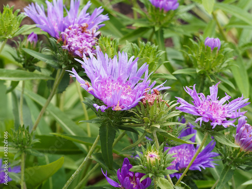 Stokesia laevis ou Aster de Stokes