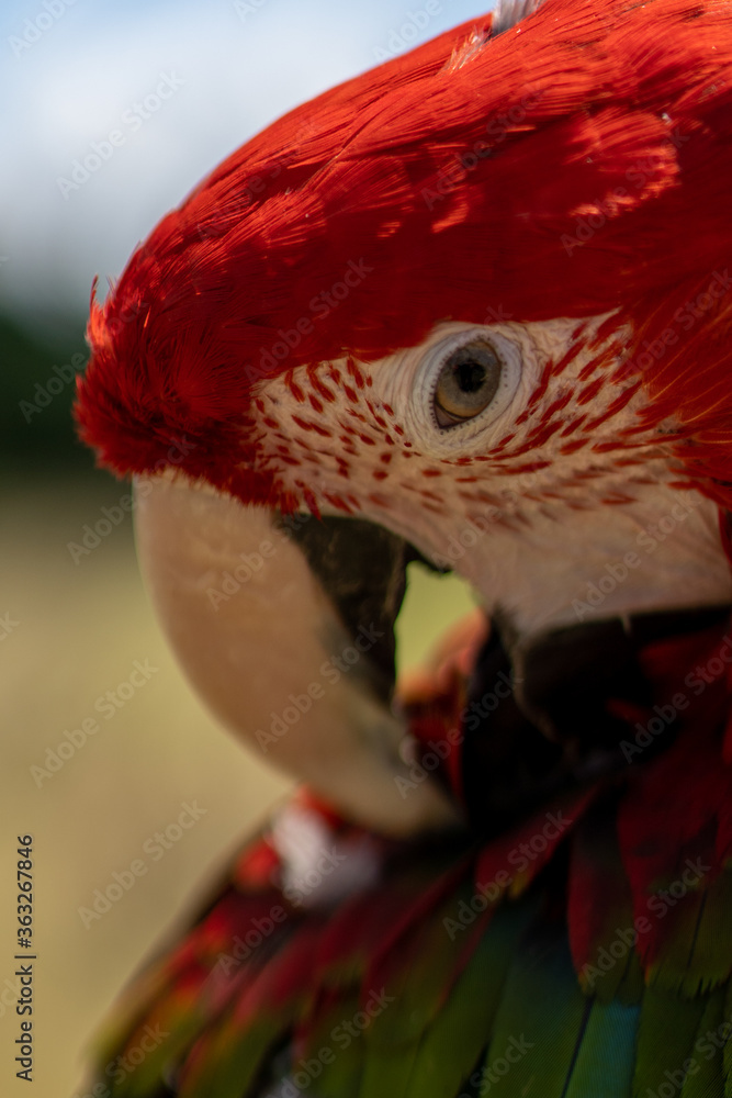 Red parrot in green vegetation. Scarlet Macaw, Ara macao, in dark green tropical forest, Costa Rica, Wildlife scene from nature. Red bird in the forest.