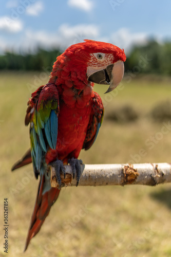 Red parrot in green vegetation. Scarlet Macaw, Ara macao, in dark green tropical forest, Costa Rica, Wildlife scene from nature. Red bird in the forest.