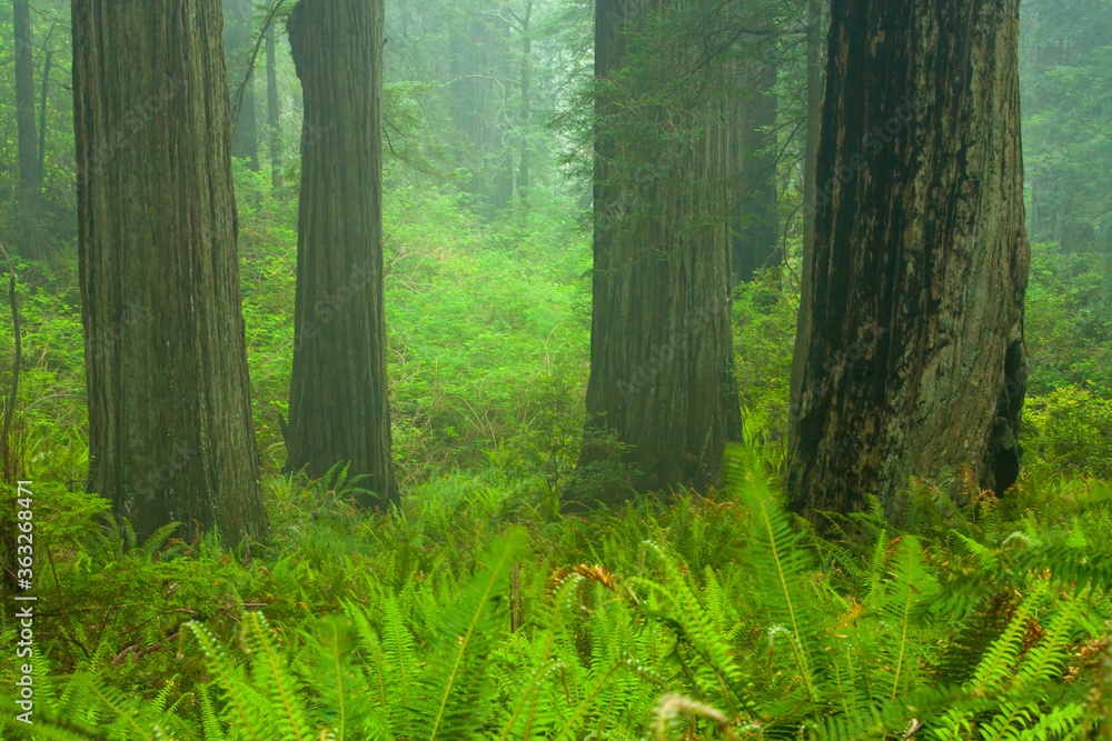 Fototapeta premium Redwood trees in the Redwood National and State Parks (RNSP) are old-growth temperate rainforests located in the United States, along the coast of northern California.