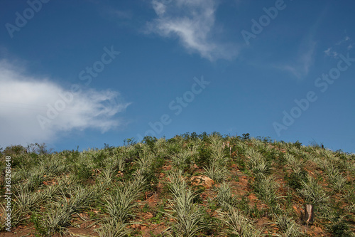  Pineapple growing on hill with blue sky