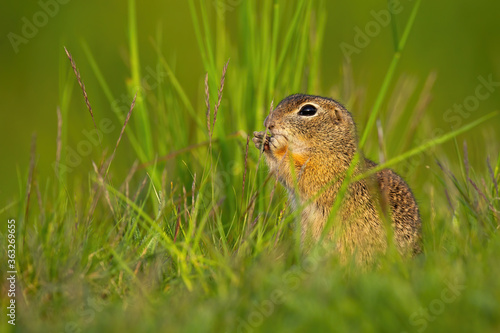 European ground squirrel, spermophilus citellus, sitting in grass during the summer. Little souslik gnawing on field. Wild animal observing surrounding.