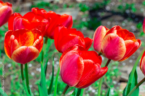 Beautiful bright red tulips in the photo with a blurred background and soft focus trick for greeting cards with flowers for the Easter holiday