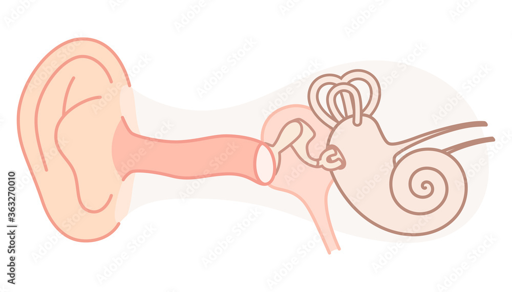 中耳 Images Browse 36 Stock Photos Vectors And Video Adobe Stock 中耳 Images Browse 36 Stock Photos Vectors And Video Adobe Stock