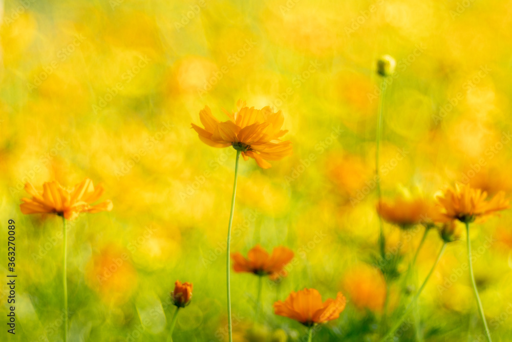 Obraz premium Nature of flower in garden using as cover page background natural flora wallpaper or template brochure landing page design